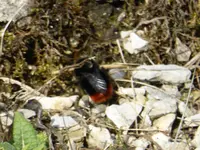 P1090379Hummel.webp