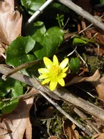 P1090380Scharbockskraut.webp