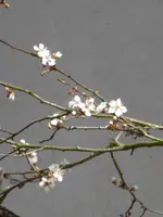 P1090381Blutpflaume.webp