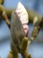 P1090384treibende Magnolie.webp