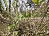 P1090389Waldgeisblatt.webp