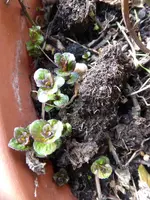 P1090396Englische Minze.webp