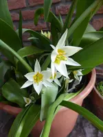 P1090393Tulpe.webp