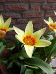 P1090392Tulpe.jpg