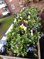 P1090390Hornveilchen mit Blaustern.webp