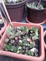 Winterharter Salat.webp