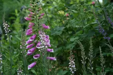 Juni0915 (2).webp