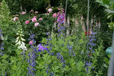 Juni1015.webp
