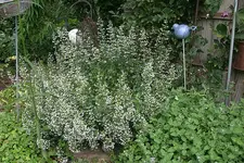 Steinquendel0110.jpg