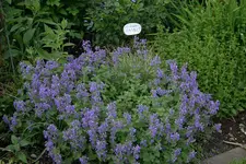 Katzenminze0109a.webp