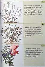 ForsythieSchneiden.webp