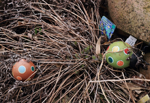 Küchenschelle_altes laub.webp