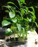 Paprika klein (1).webp