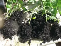Paprika klein (3).webp