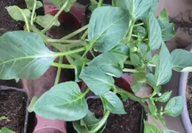 Paprika klein (4).webp