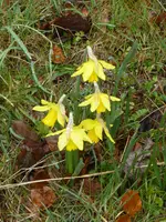 P1090401Tete a tete.webp