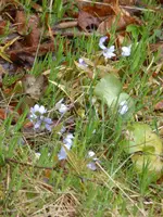 P1090403Leberblümchen.webp