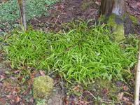 P1090406Seltsamer Lauch.webp