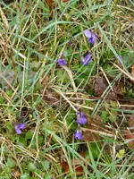 P1090407Duftveilchen.webp