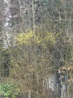 P1090411Kornellkirsche.webp