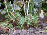 P1090413Eisenhut.webp