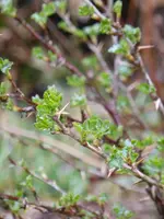 P1090414Stachelbeere.webp