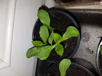 20180403_194949.webp