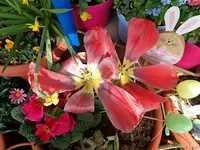 c021.webp