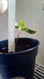 6cm.webp
