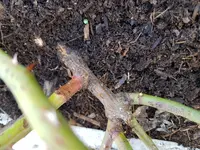 2018-04-04 16.56.34.jpg
