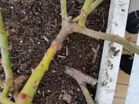 2018-04-04 16.56.22.webp