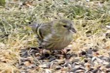 Erlenzeisig_0001.webp