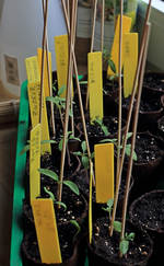 Tomaten_alte Sorten_Tomatenretter_700.webp