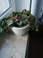 IMG_20180405_193523.webp