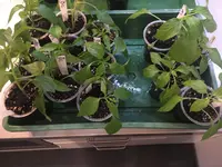 2018-04-04 9xPepino 4xPequilo.webp
