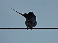 IMG_6808v (2).webp
