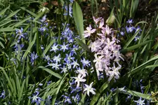 frühling3718.jpg