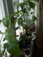 P4050573.webp