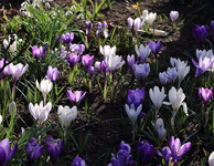 Krokus_sunset_900.webp