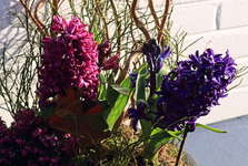 Hyazinthen_pink_lila_900.webp