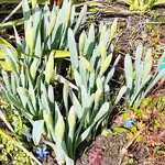 180403 Osterglocken Szilla.webp