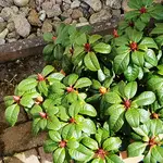 180403 Rhododendron mini.webp