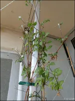 c033.webp
