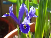 c035.webp