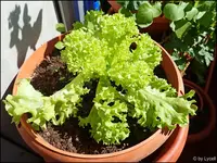 c039.webp