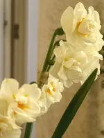 P1030472.webp