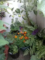 Juni Balkon.webp