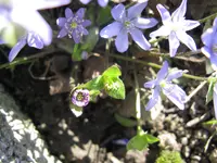 IMG_6036.webp