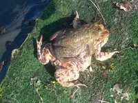 Kröte groß.webp
