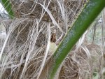 P1020299Palme Weiblich.jpg